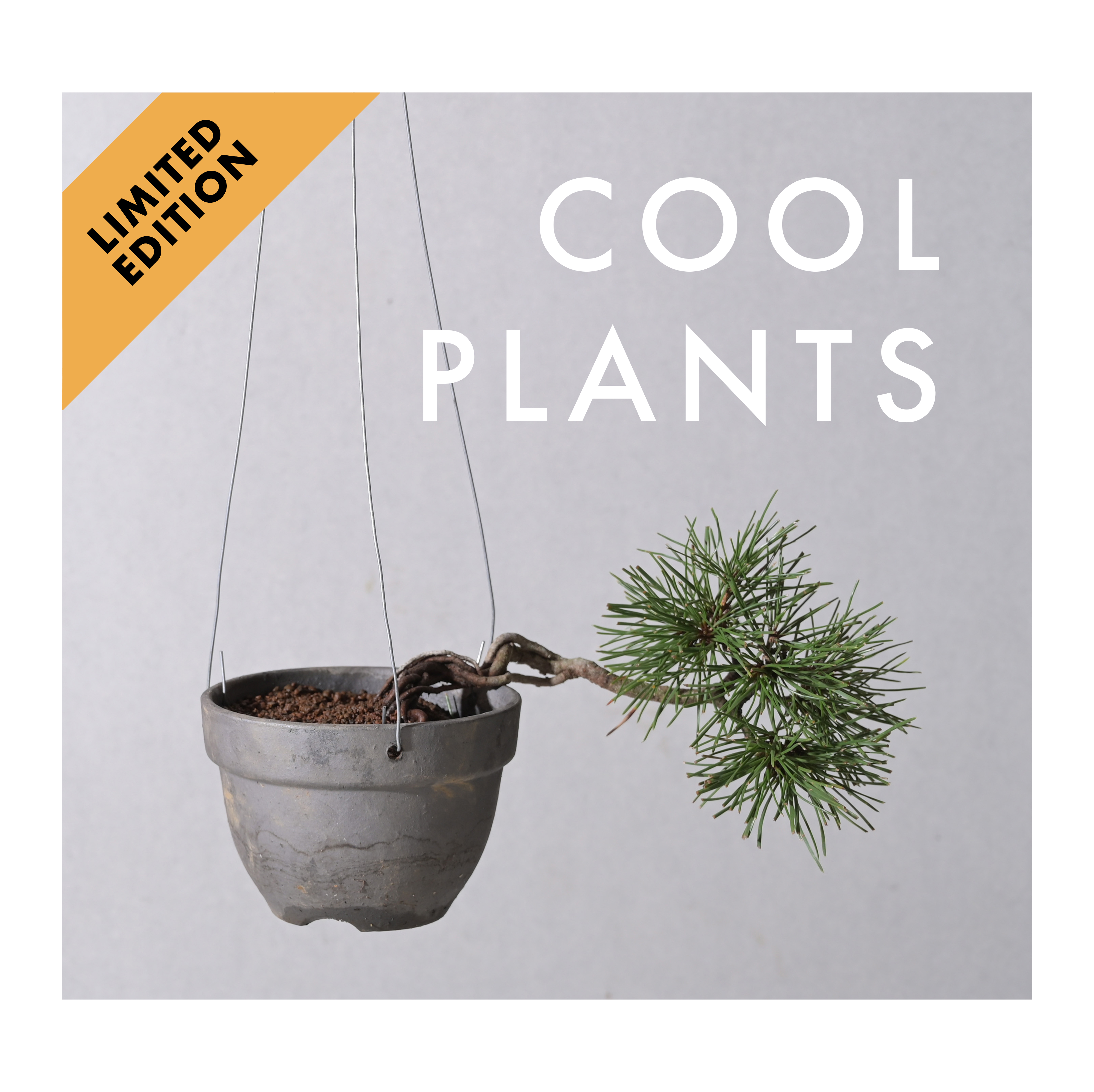 COOL PLANTS