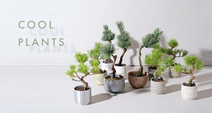 COOL PLANTS