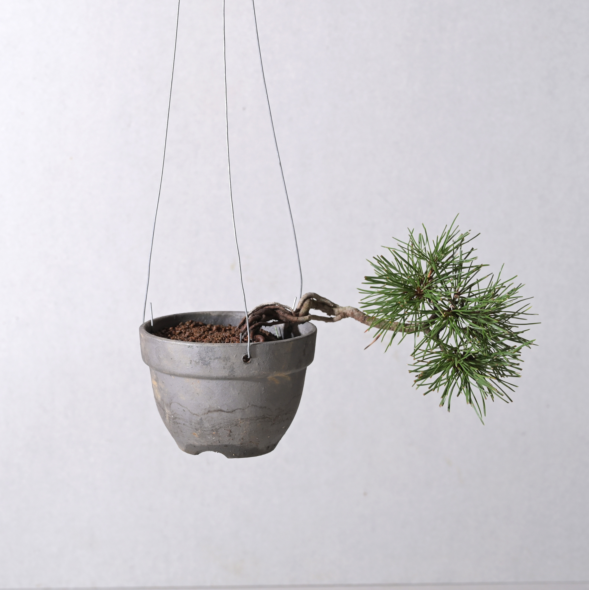 【植え込み】根上がり赤松 ＊64977 SMOKED PLANTER C-130 HANGING