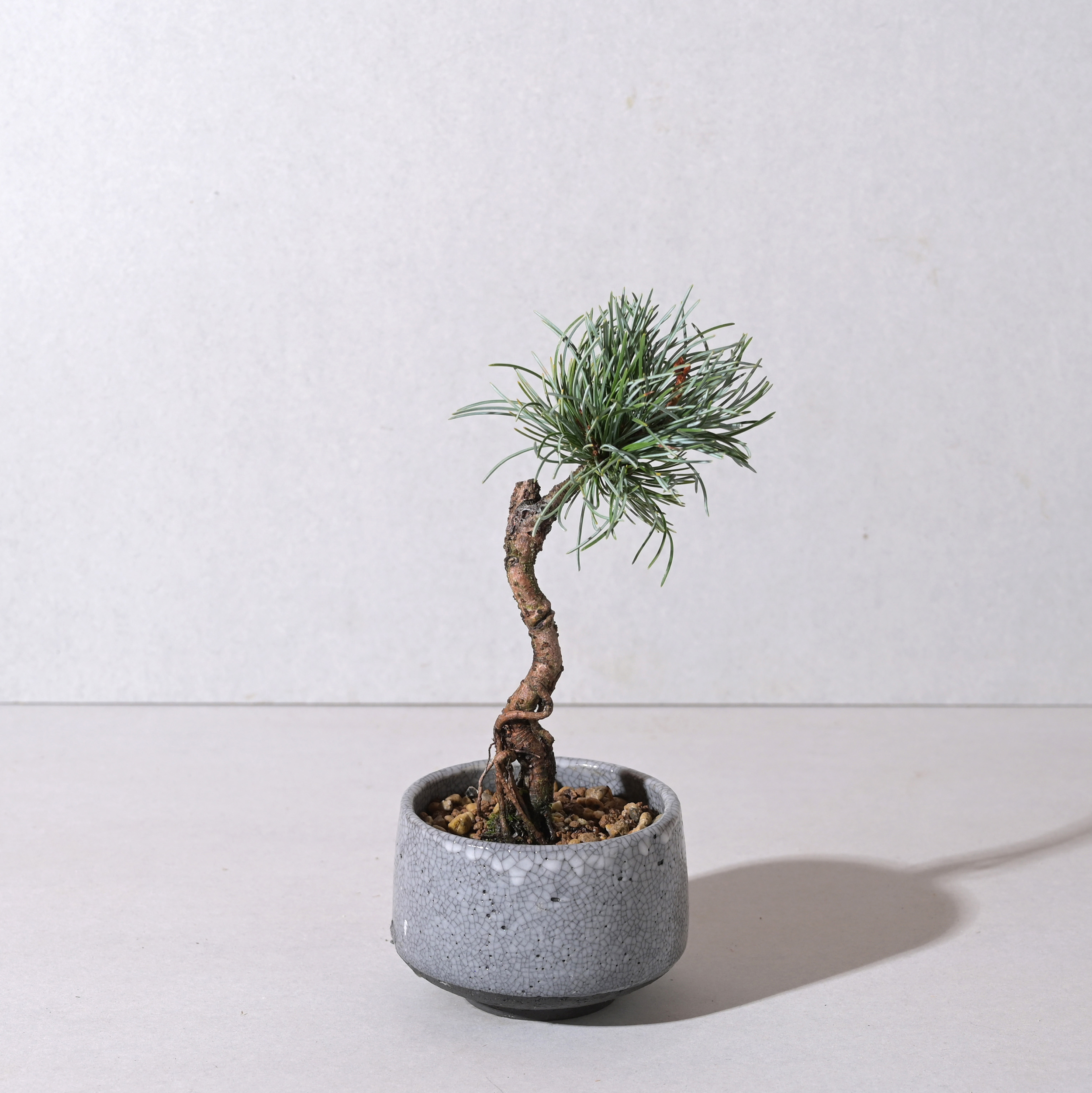 【植え込み】根上がり五葉松 64924 MATCHA PLANTER FRECKLED/BLACK