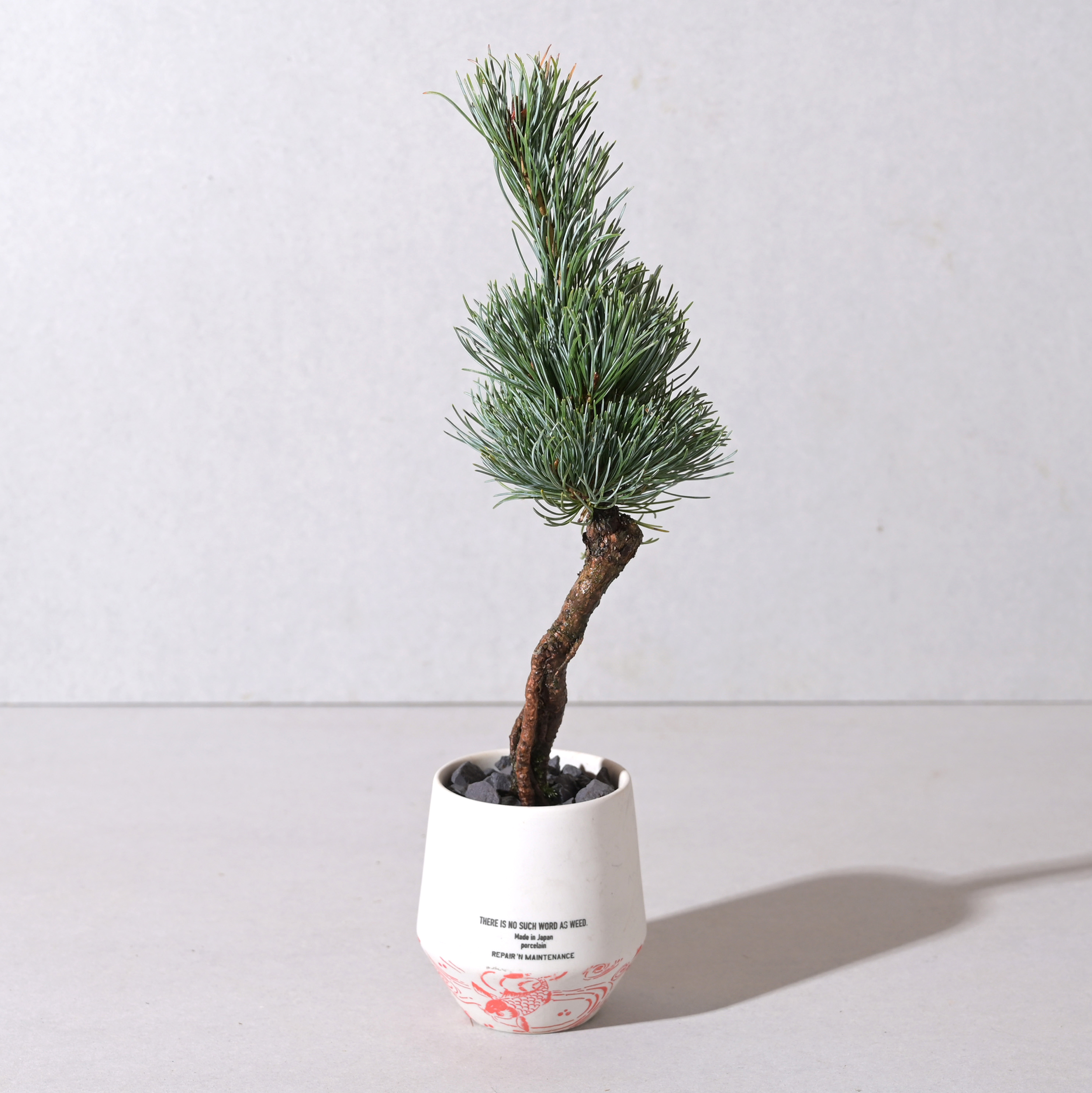 【植え込み】根上がり五葉松 ＊64876 NO WEED PLANTER CARP