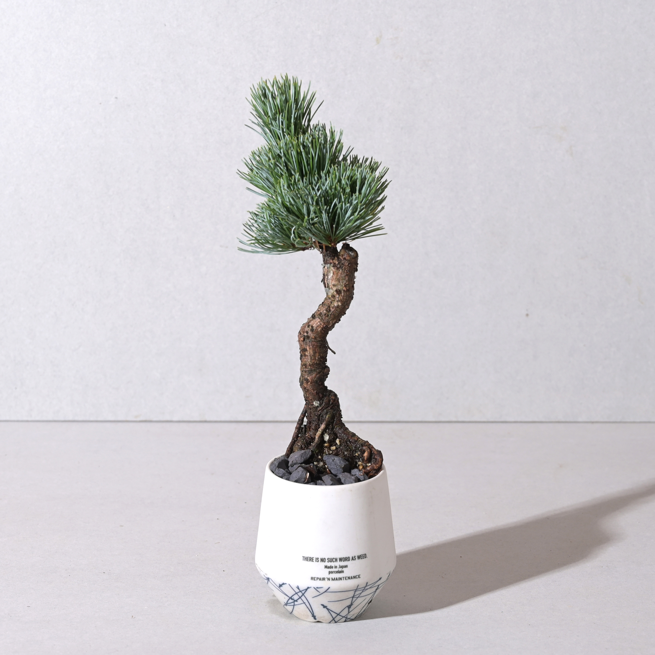 【植え込み】根上がり五葉松 ＊64875 NO WEED PLANTER PINE