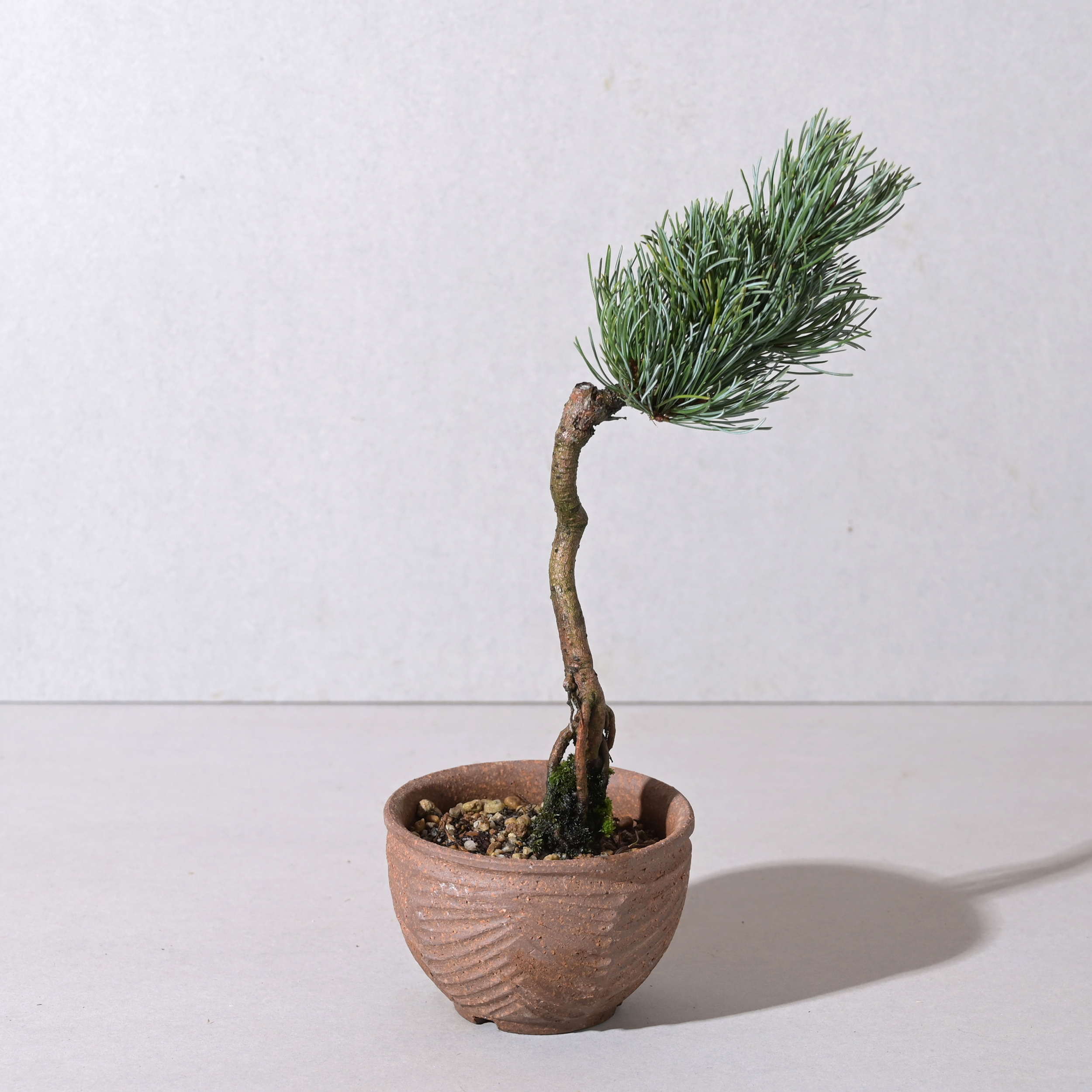 【植え込み】根上がり五葉松 64915 SHAVING POT BROWN 125 SUGI