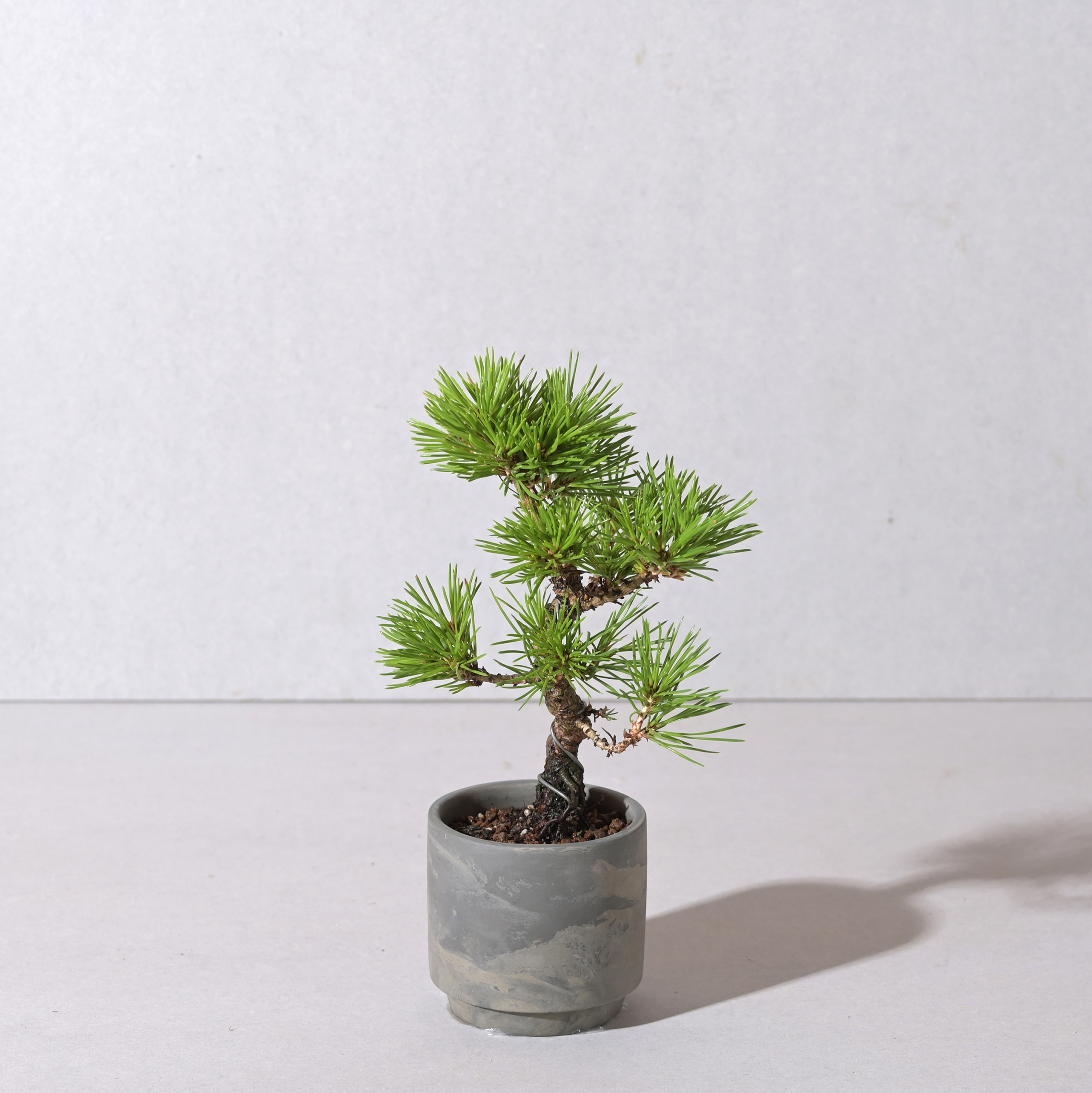 【植え込み】黒松 □64749 SOIL POT GY/BK