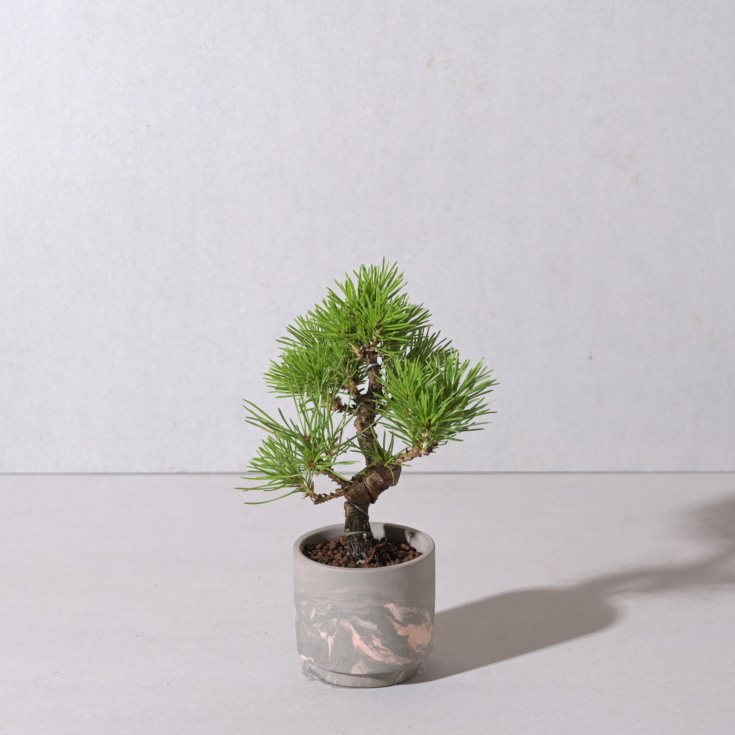 【植え込み】黒松 □64748 SOIL POT GY/PK