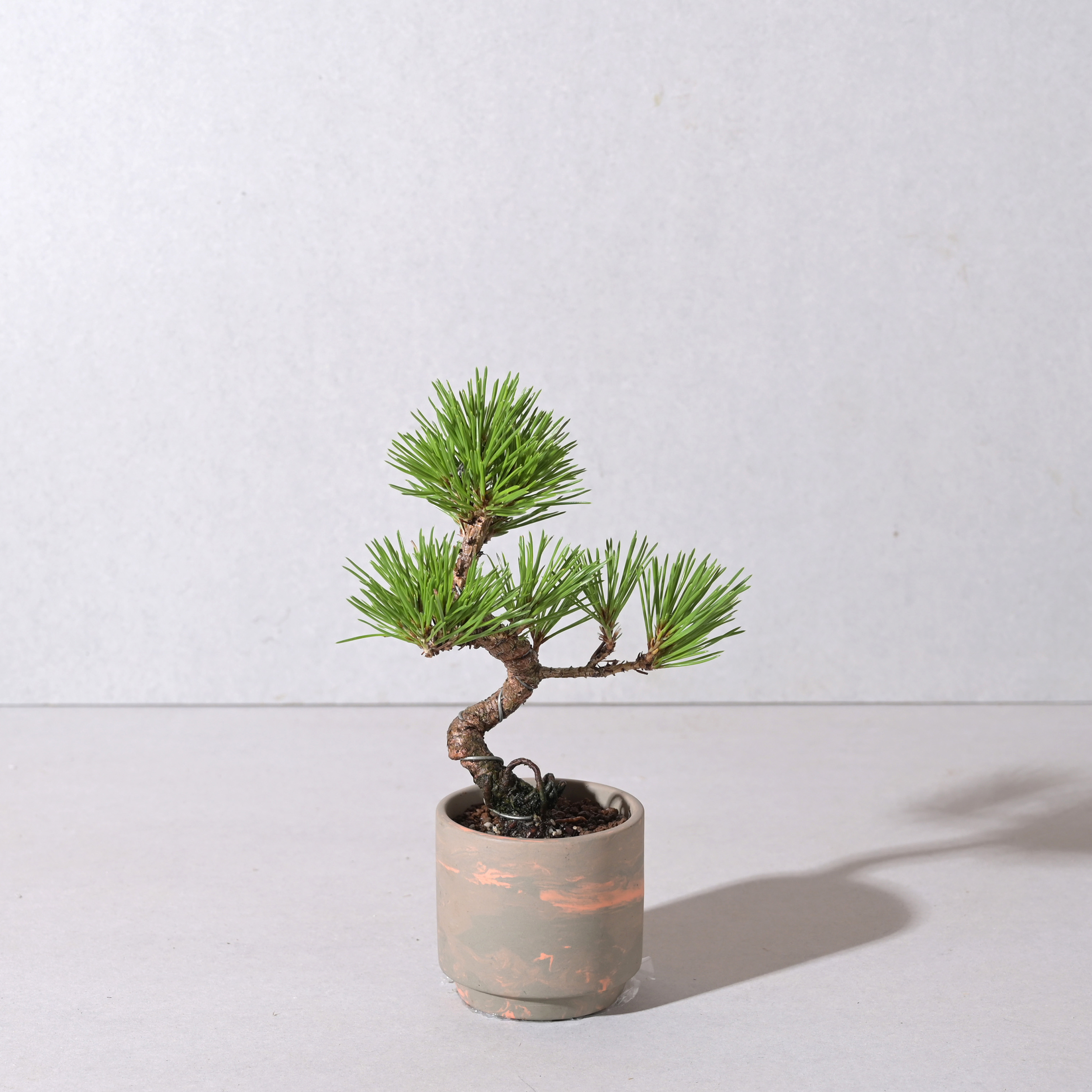 【植え込み】黒松 □64747 SOIL POT GY/OR