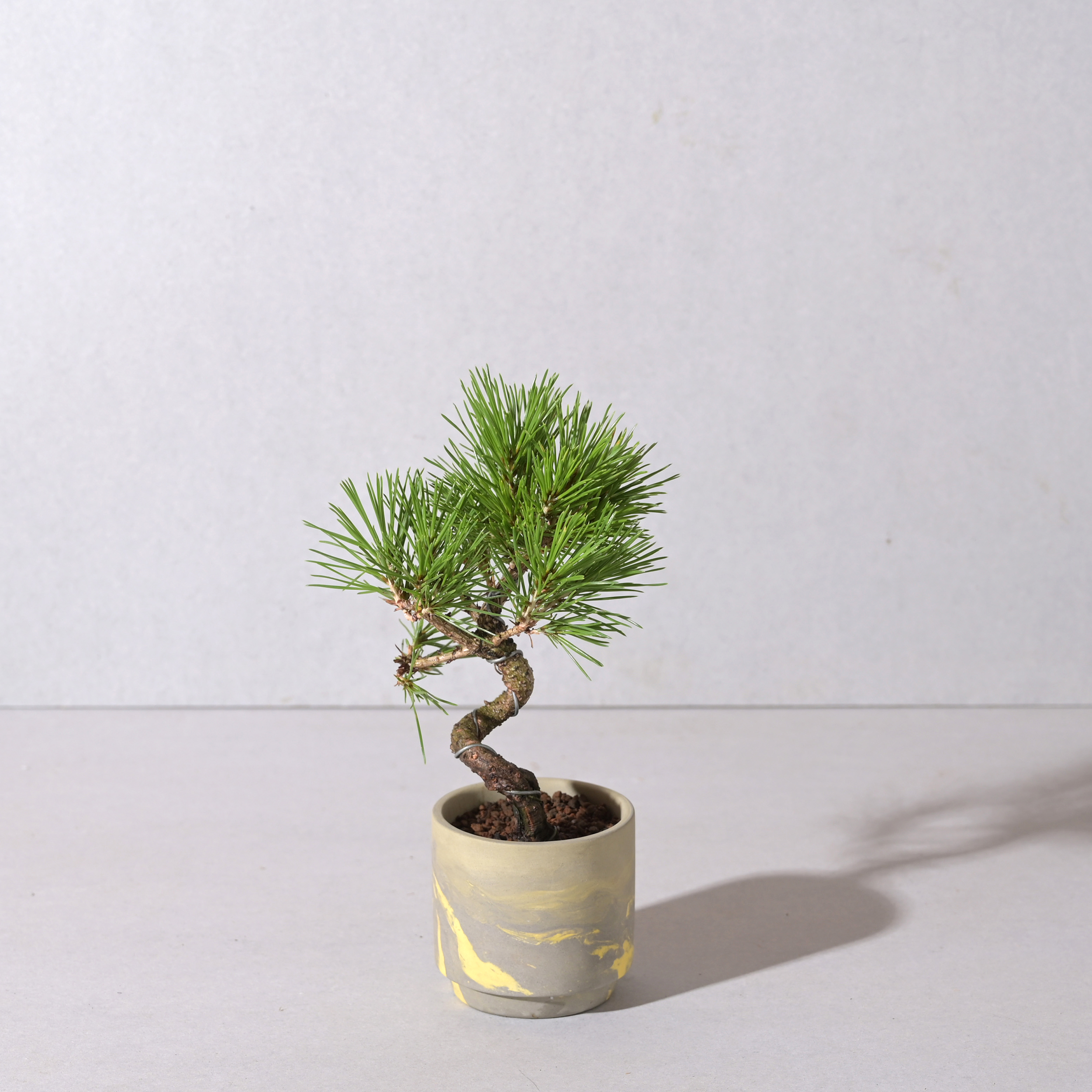 【植え込み】黒松 □64746 SOIL POT GY/YE