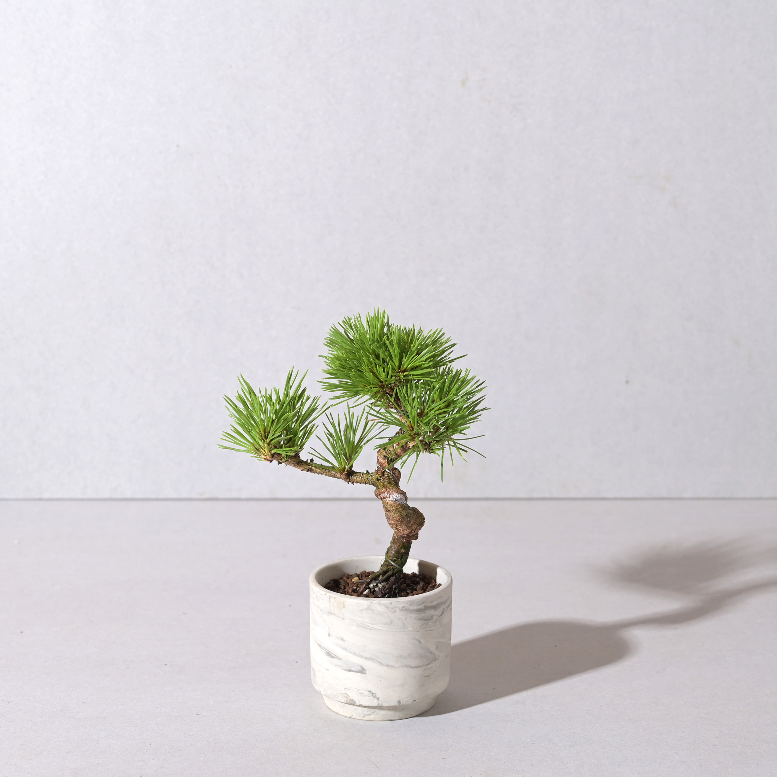 【植え込み】黒松 □64805 SOIL POT WH/BK