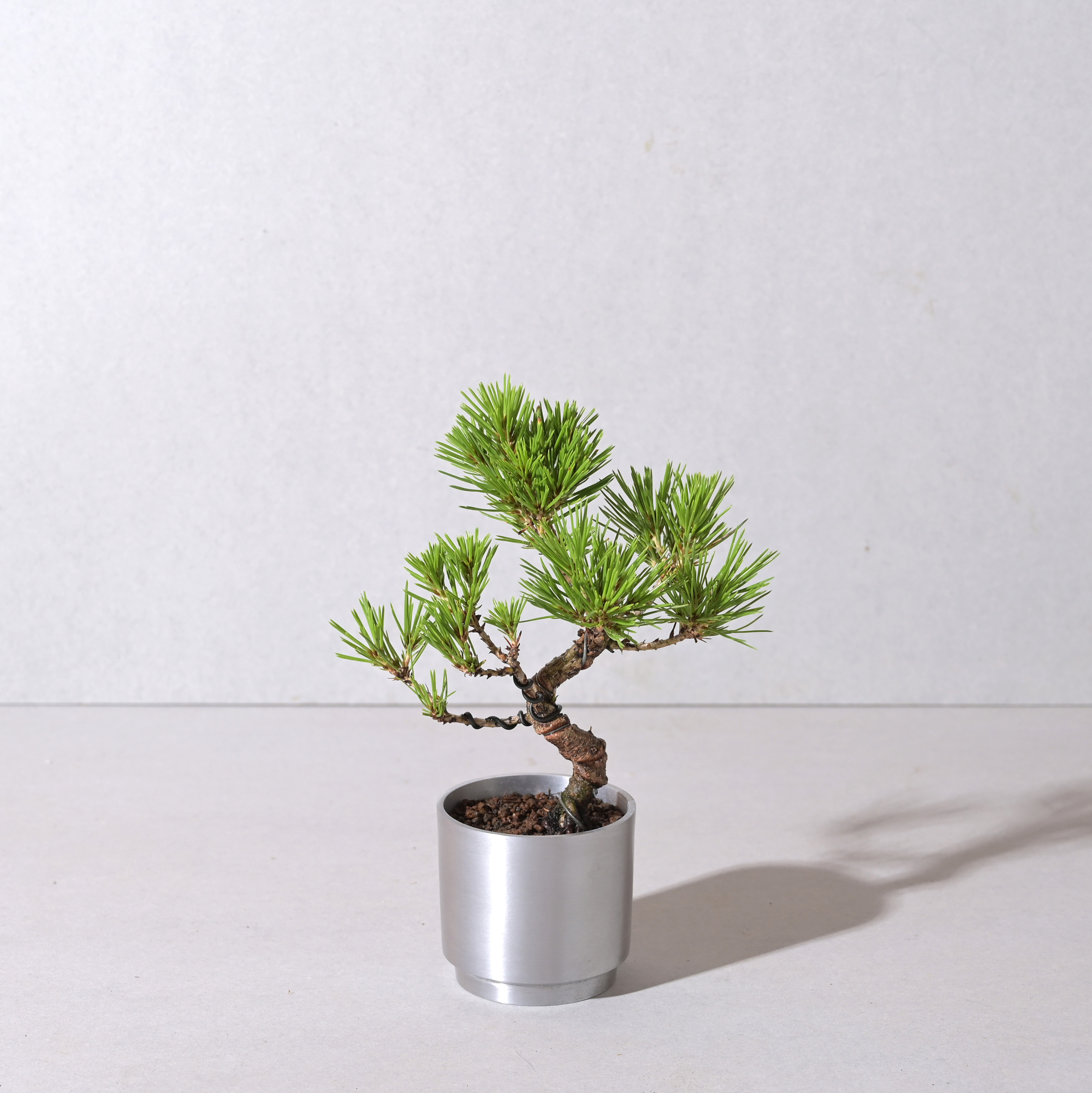 【植え込み】黒松 □64585 SOLID POT CYLINDER 160